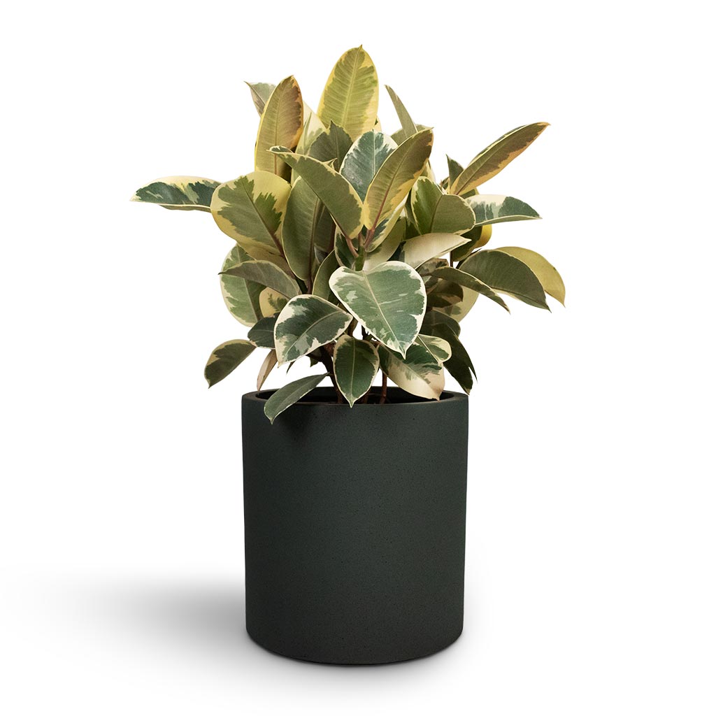 Ficus elastica Tineke - Rubber Plant & Max Refined Planter - Pine Green