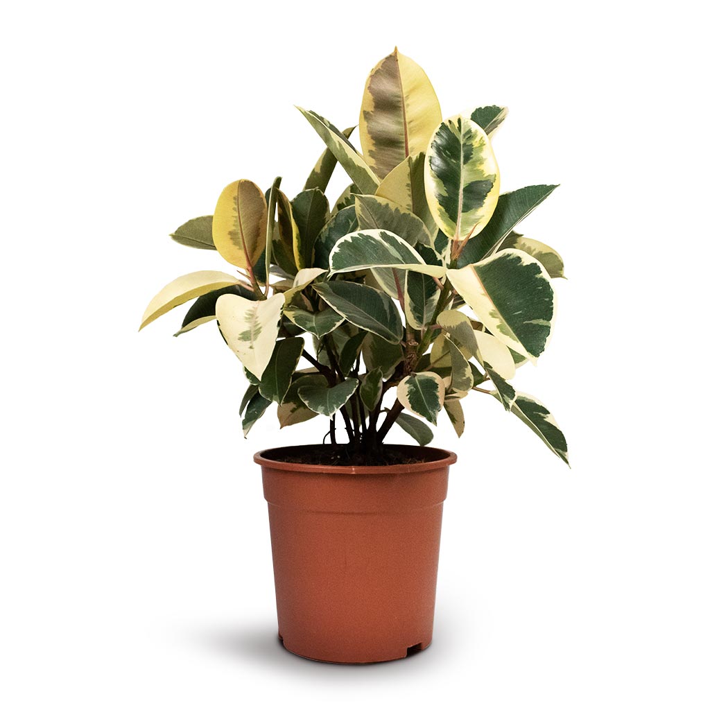 Ficus elastica Tineke - Variegated Rubber Plant - Large