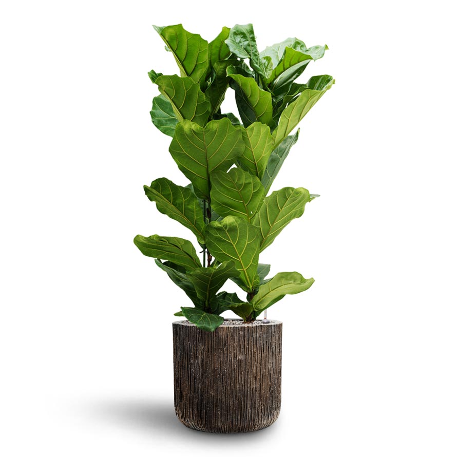 Ficus lyrata - Hydroculture Indoor Plant & Luxe Lite Waterfall Cylinder Planter - Bronze