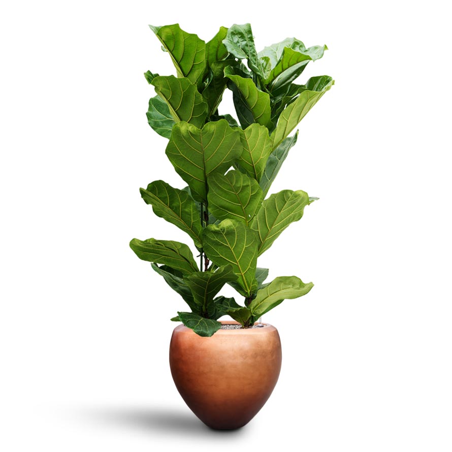 Ficus lyrata - Hydroculture & Metallic Couple Copper