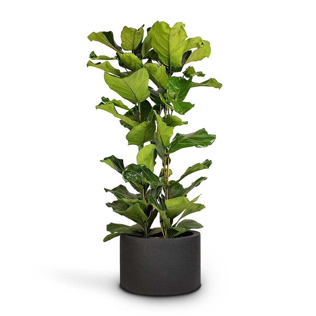 Ficus lyrata Fiddle Leaf Fig & Grigio Cylinder Planter Anthracite Concrete