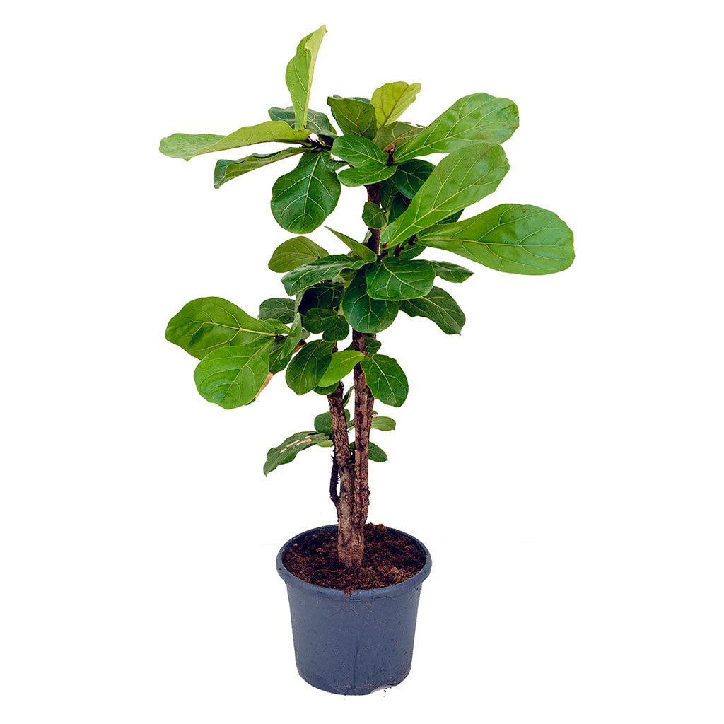 Ficus lyrata - Fiddle Leaf Fig - Branched - 27 x 120cm