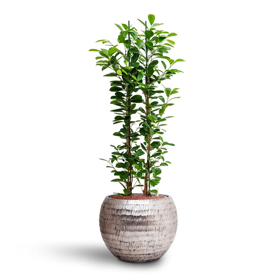 Ficus moclame - Hydroculture & Opus Silver