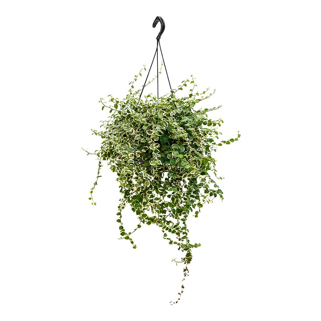 Ficus pumila White Sunny - Creeping Fig 20cm
