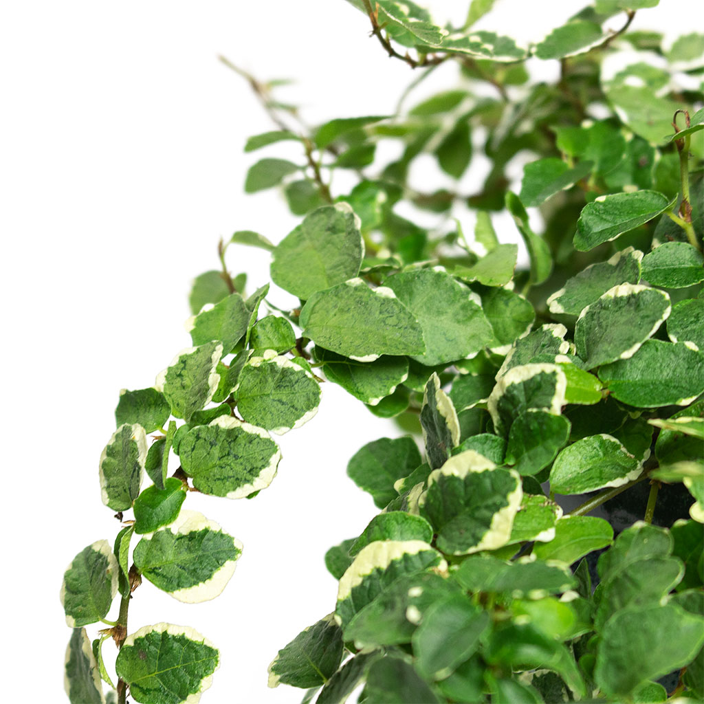 Ficus pumila White Sunny Creeping Fig Close-Up