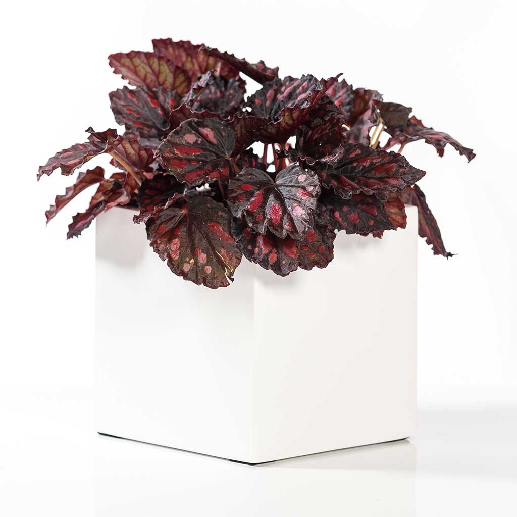 Fleur Planter Matt White & Houseplant