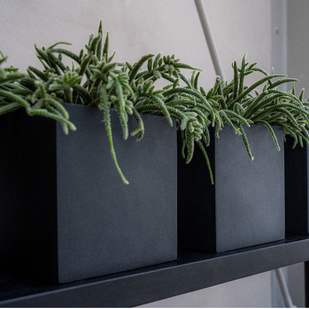 Fleur Natural Cube Planter - Black On Shelf
