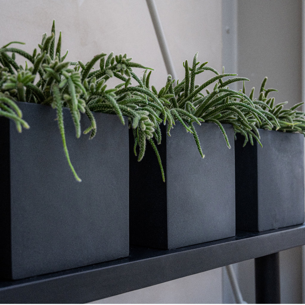 Fleur Natural Cube Planter - Black Lifestyle