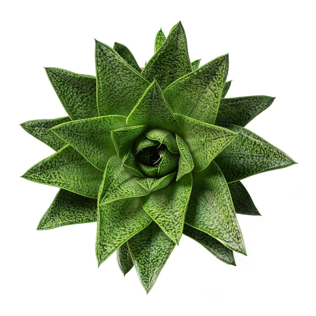 Gasteria D Tiga Ox Tongue - 17x25cm In Mini Orb Cement_Stone Plant Pot Granite Grey - 25x21cm