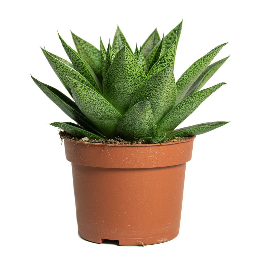 Gasteria D Tiga Ox Tongue 10.5cm