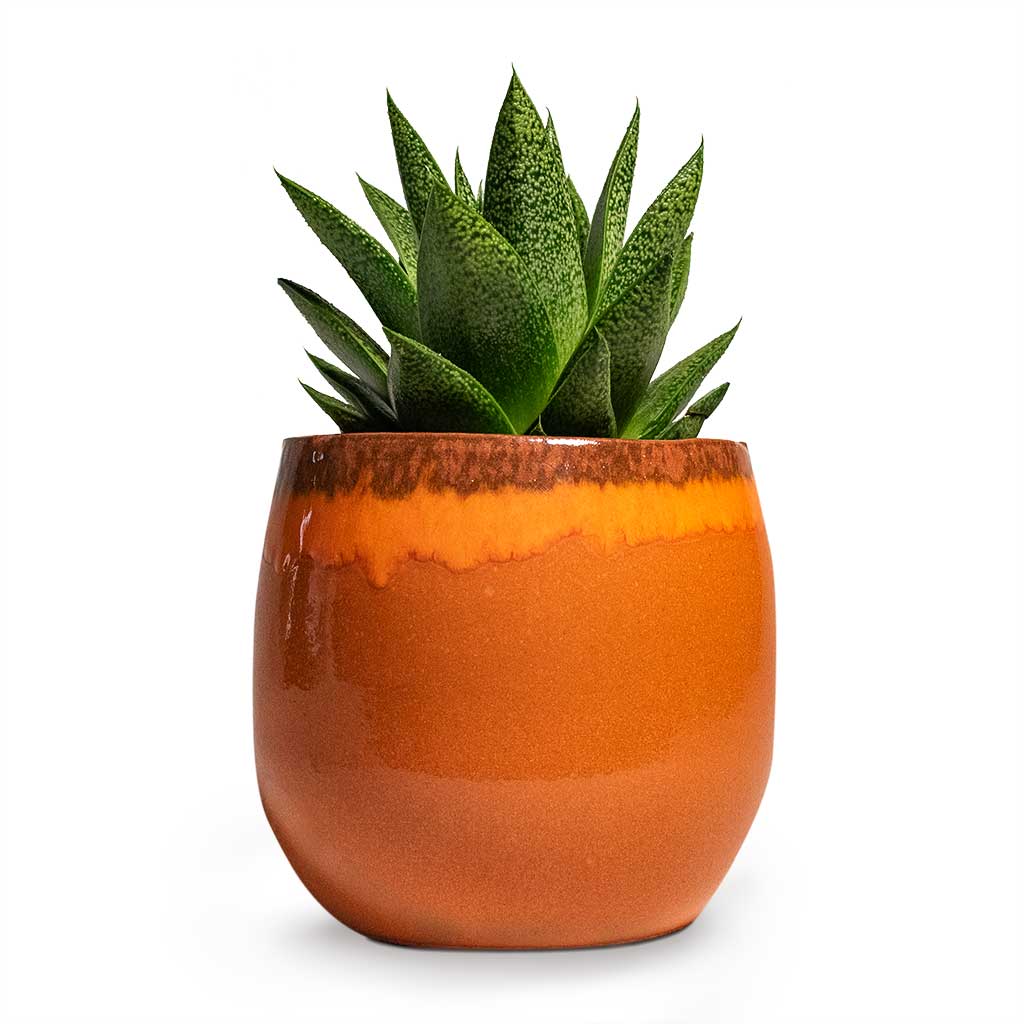 Gasteria D Tiga Ox Tongue Houseplant & Plant Pot Charlotte Orange