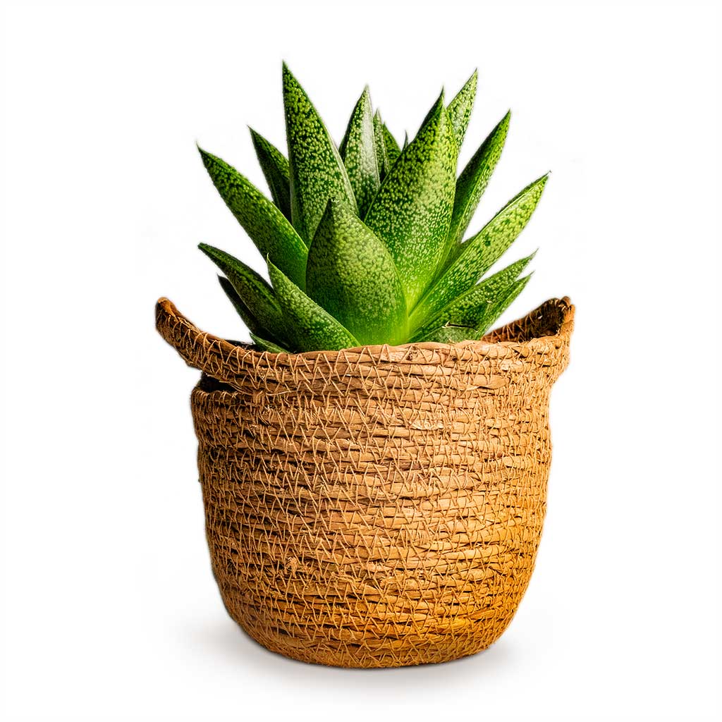 Gasteria D Tiga Ox Tongue Houseplant & Nelis Plant Basket Camel