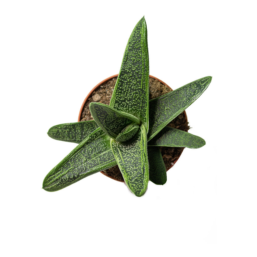 Gasteria Little Warty Ox Tongue Top-Down View