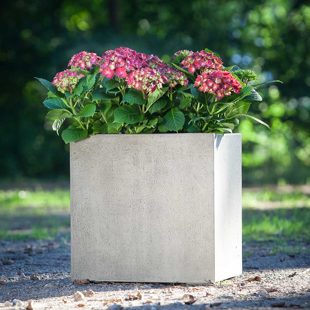 Grigio Cube Planter - Antique White Concrete Planted