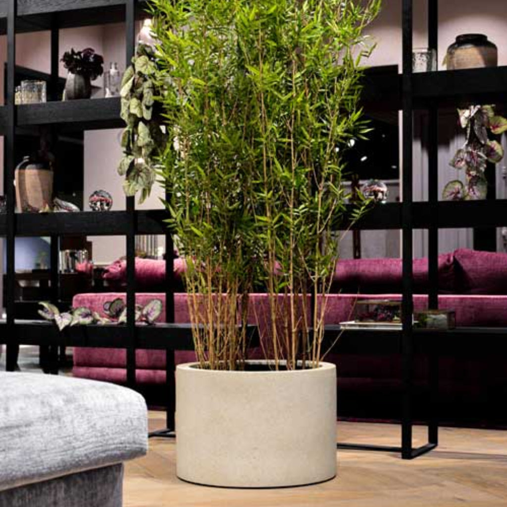 Grigio Cylinder Planter - Antique White Concrete in store