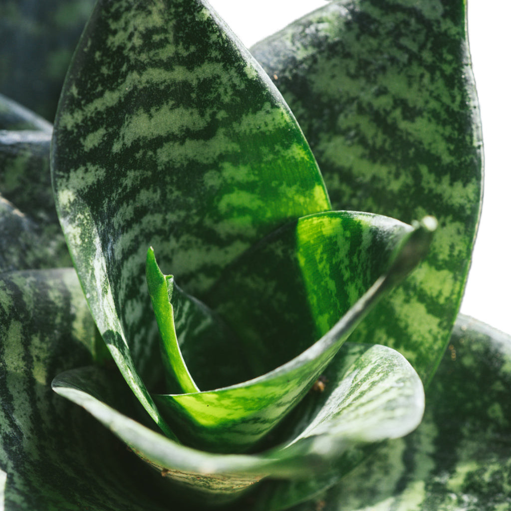 Sansevieria trifasciata Hahnii - Birds Nest Snake Plant & Copenhagen Plant Pot - Aqua
