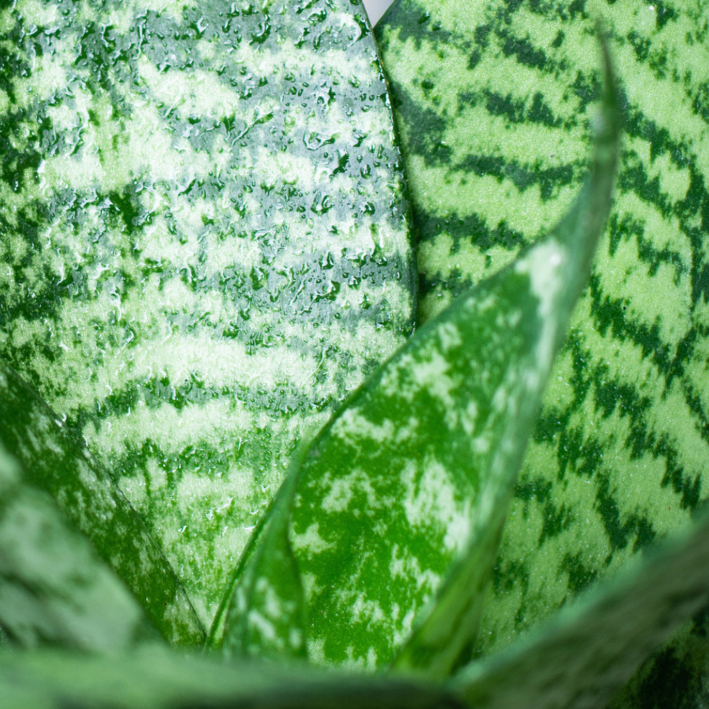 Sansevieria trifasciata Hahnii - Birds Nest Snake Plant Close Up