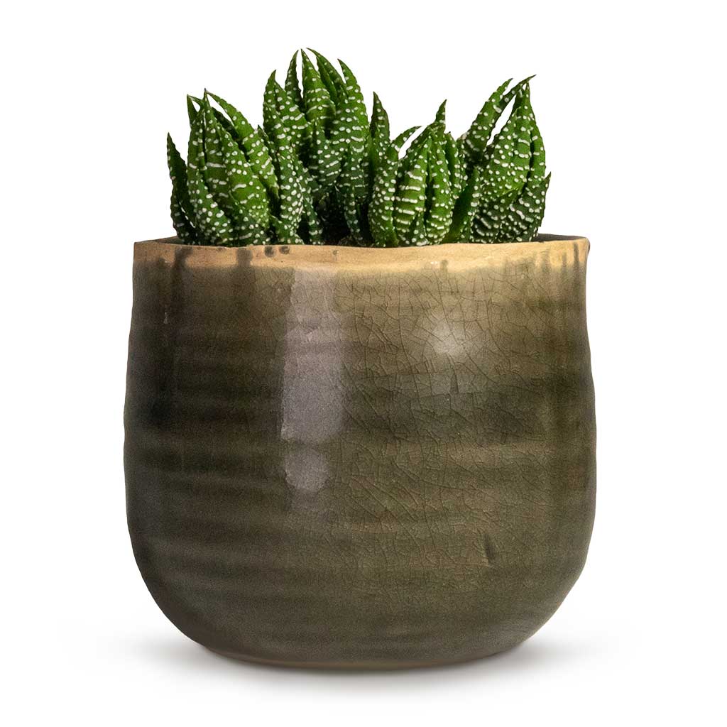 Haworthia Zebrina Houseplant & Iris Plant Pot - Moss Grey
