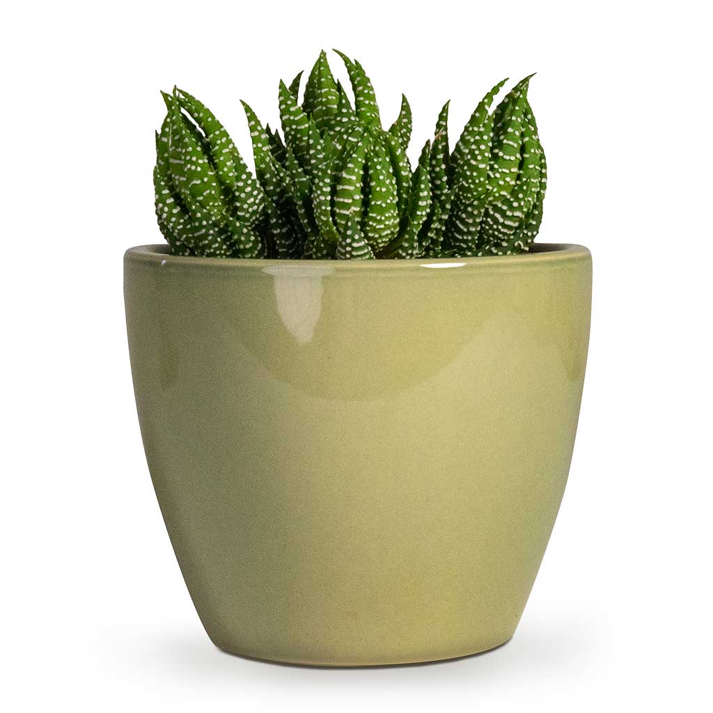 Haworthia Zebrina Houseplant & Sven Plant Pot - Mint