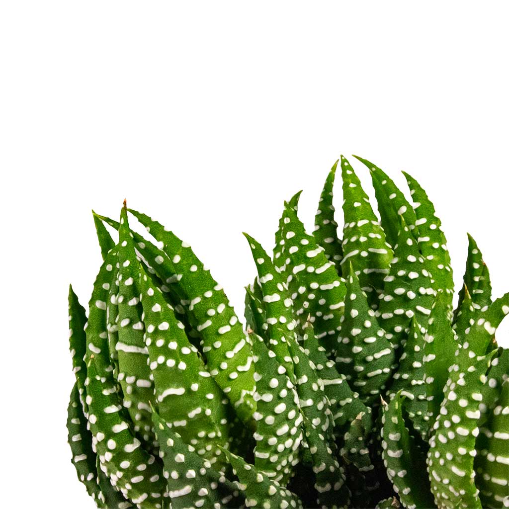 Haworthia Zebrina Stems
