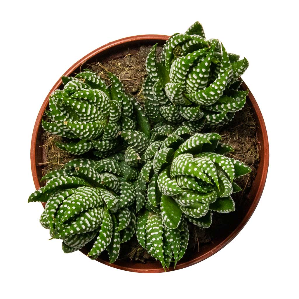 Haworthia Zebrina Houseplant Rosette