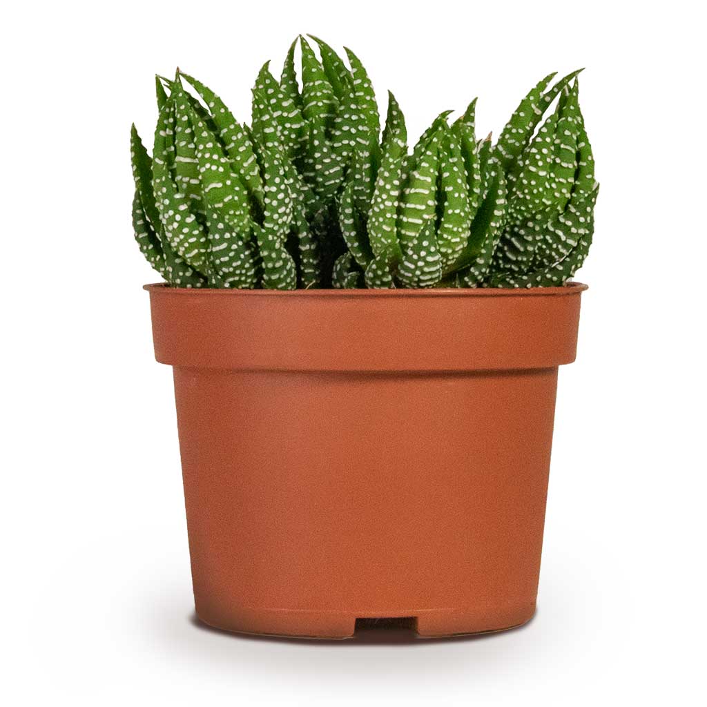 Haworthia Zebrina Houseplant Succulent