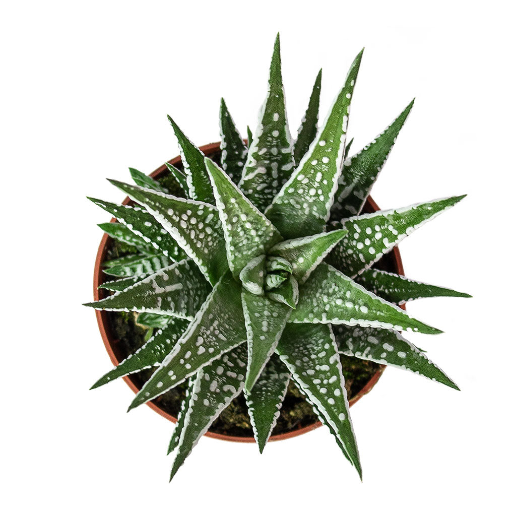 Haworthia fasciala Alba 8cm Top-Down View