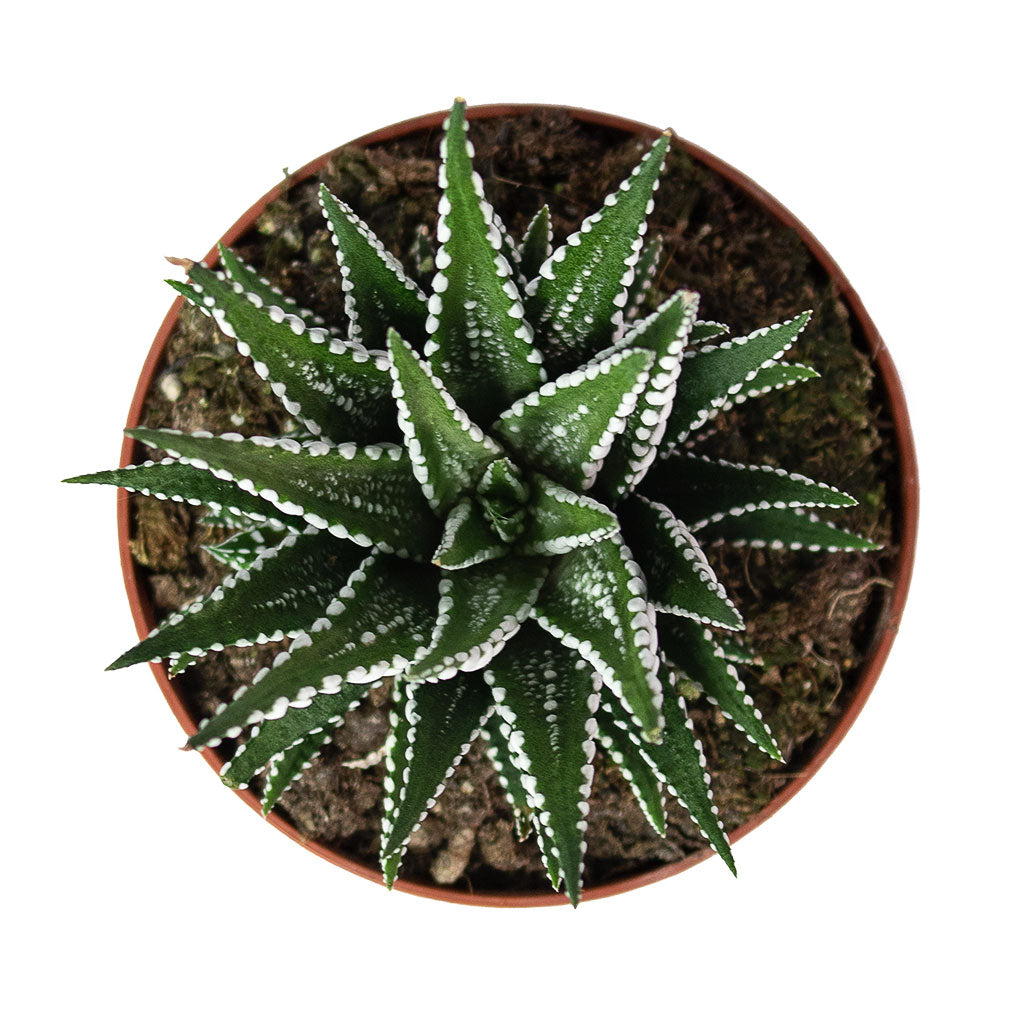 Haworthia fasciala Big Band 8.5cm Top-Down View