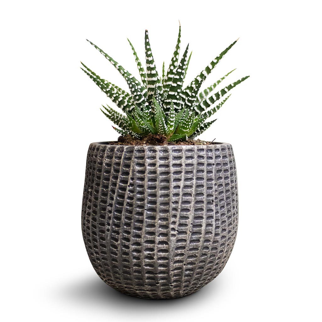 Haworthia fasciala Big Band &amp; Feico Plant Pot - Metal Black