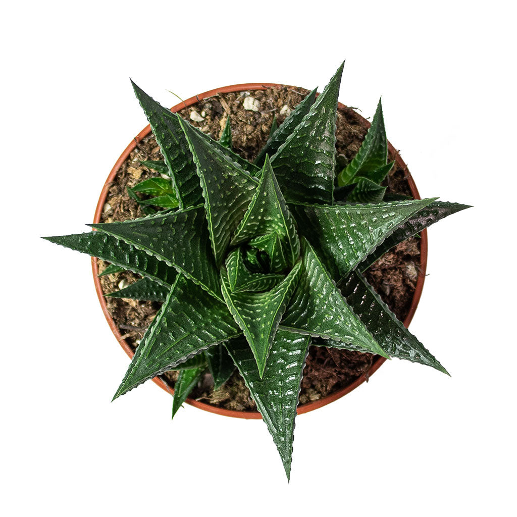 Haworthiopsis Limifolia Fairy Washboard - 8.5x14cm In Deb Pot Aubergine - 13x11cm