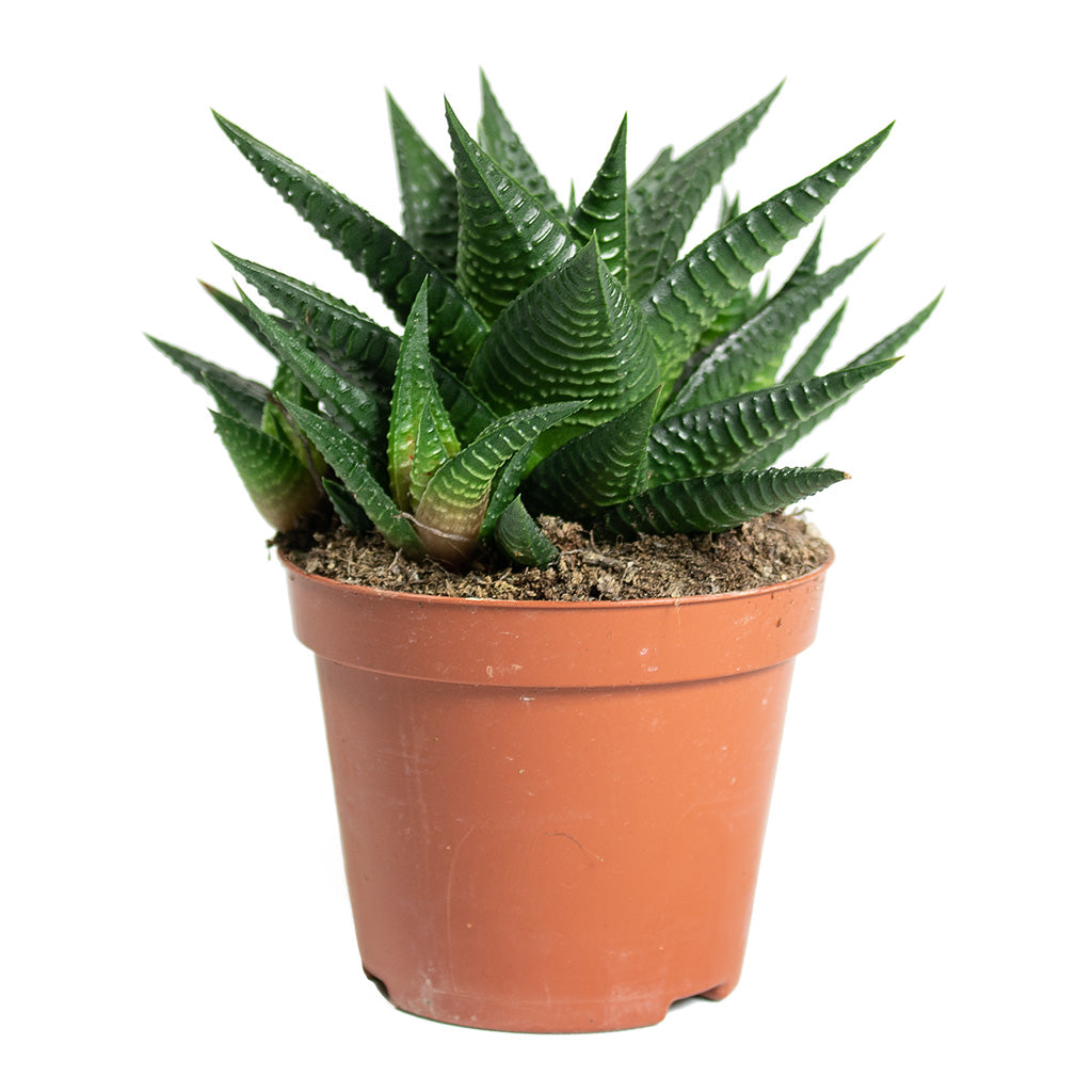 Haworthiopsis limifolia Fairy Washboard