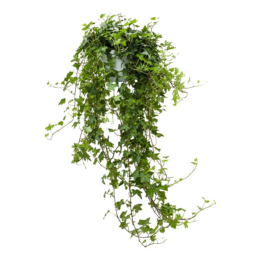 Hedera helix Pittsburgh - English Ivy Houseplant