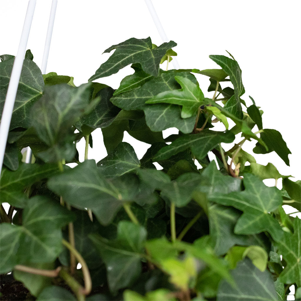 Hedera helix Pittsburgh - English Ivy Close Up
