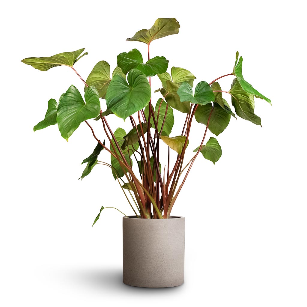 Homalomena rubescens Maggy - Shield Plant & Max Refined Planter Clouded Grey