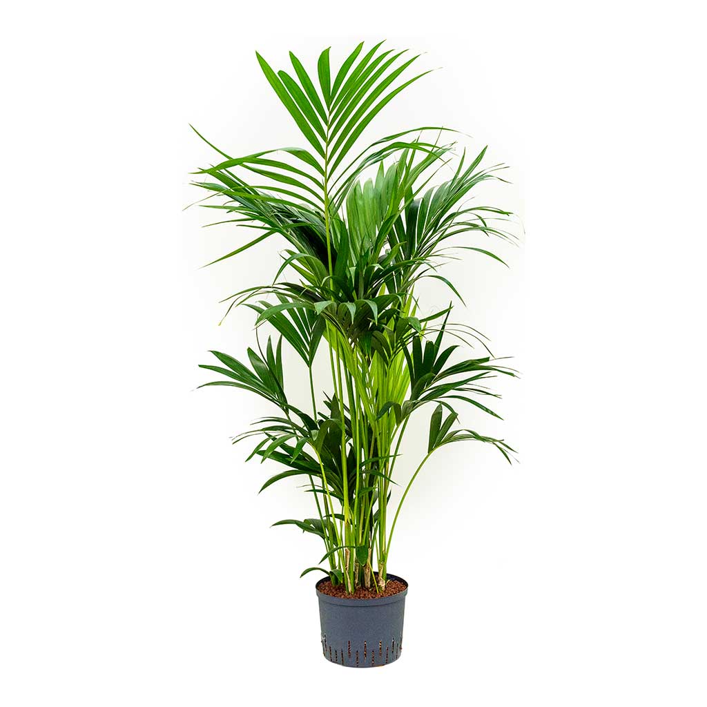 Howea Kentia Palm Hydroculture Indoor Plant - Large