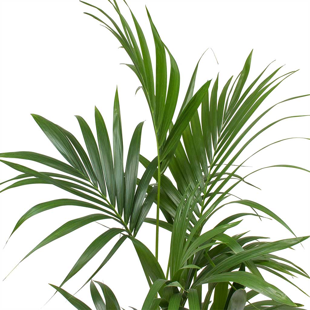 Howea forsteriana Kentia Palm Leaves