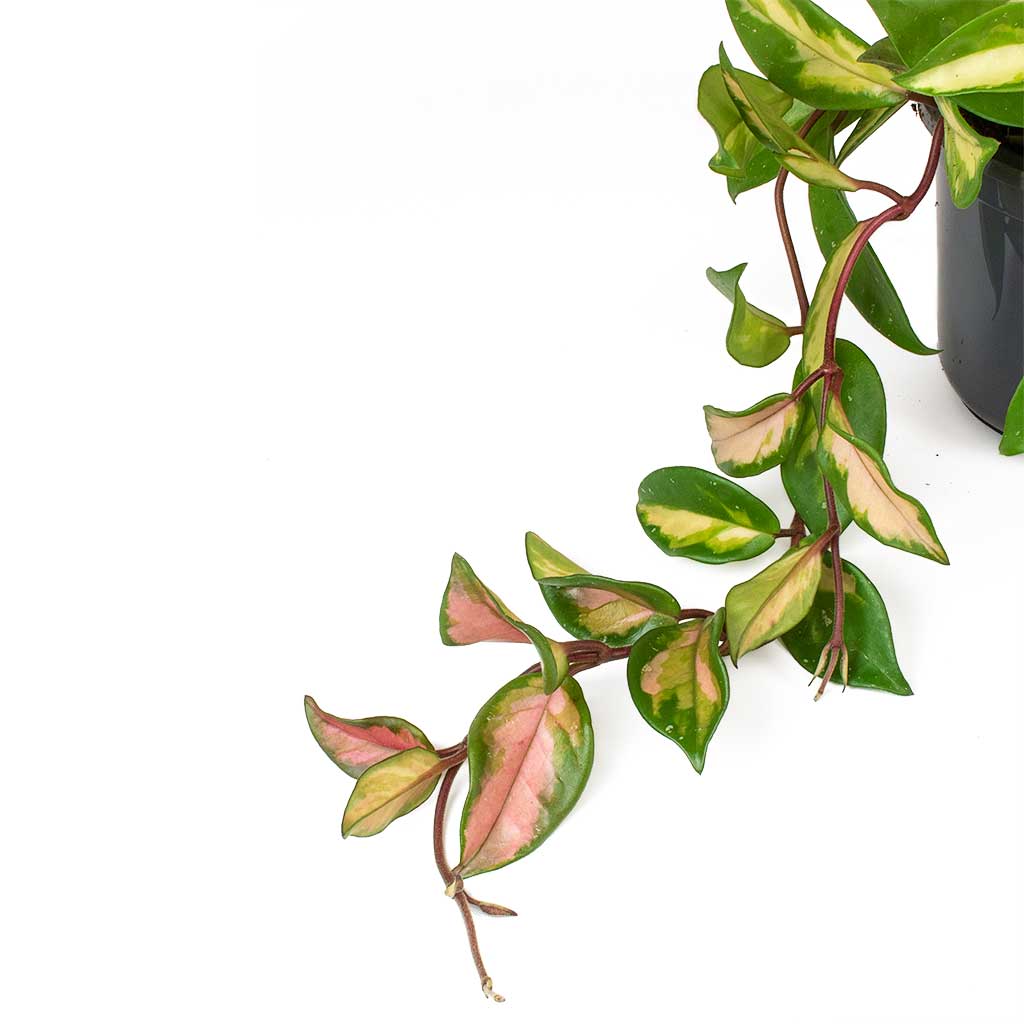 Hoya carnosa Tricolor - 12x20cm In Davide Pot Mauve Mist - 15x20cm