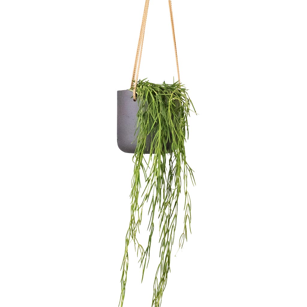 Hoya linearis - Linear Porcelain Plant Houseplant &amp; Charlie Hanging Plant Pot - Black Washed