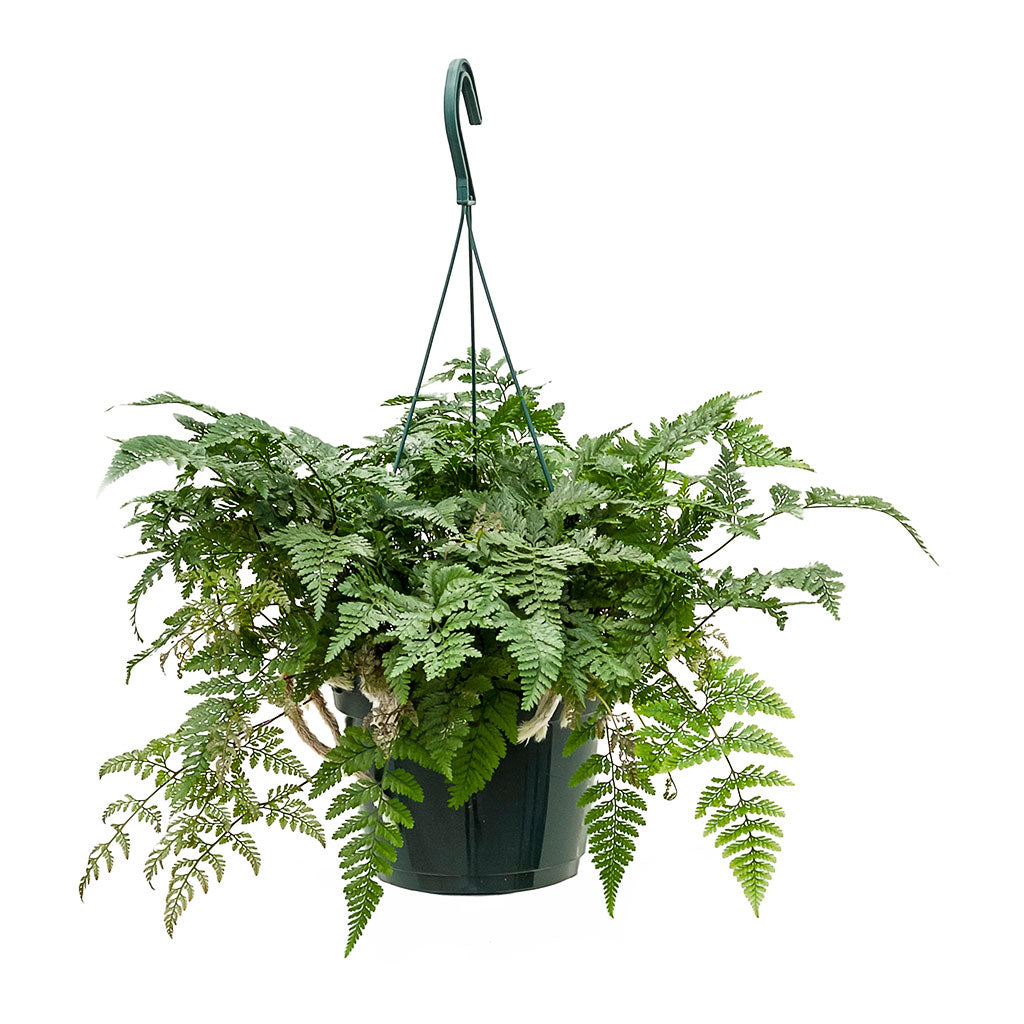 Humata tyermannii - White Rabbits Foot Fern Large