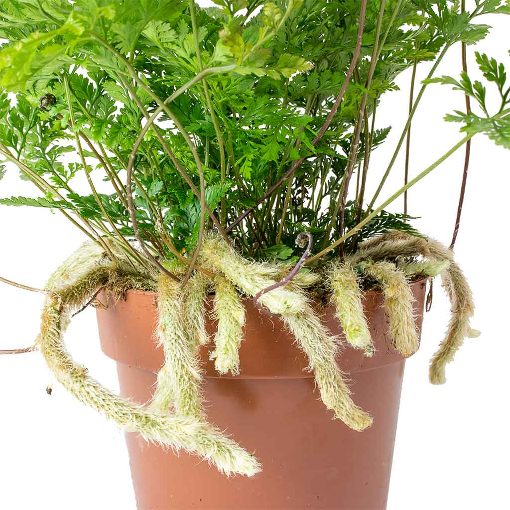 Humata tyermannii - White Rabbit's Foot Fern Roots