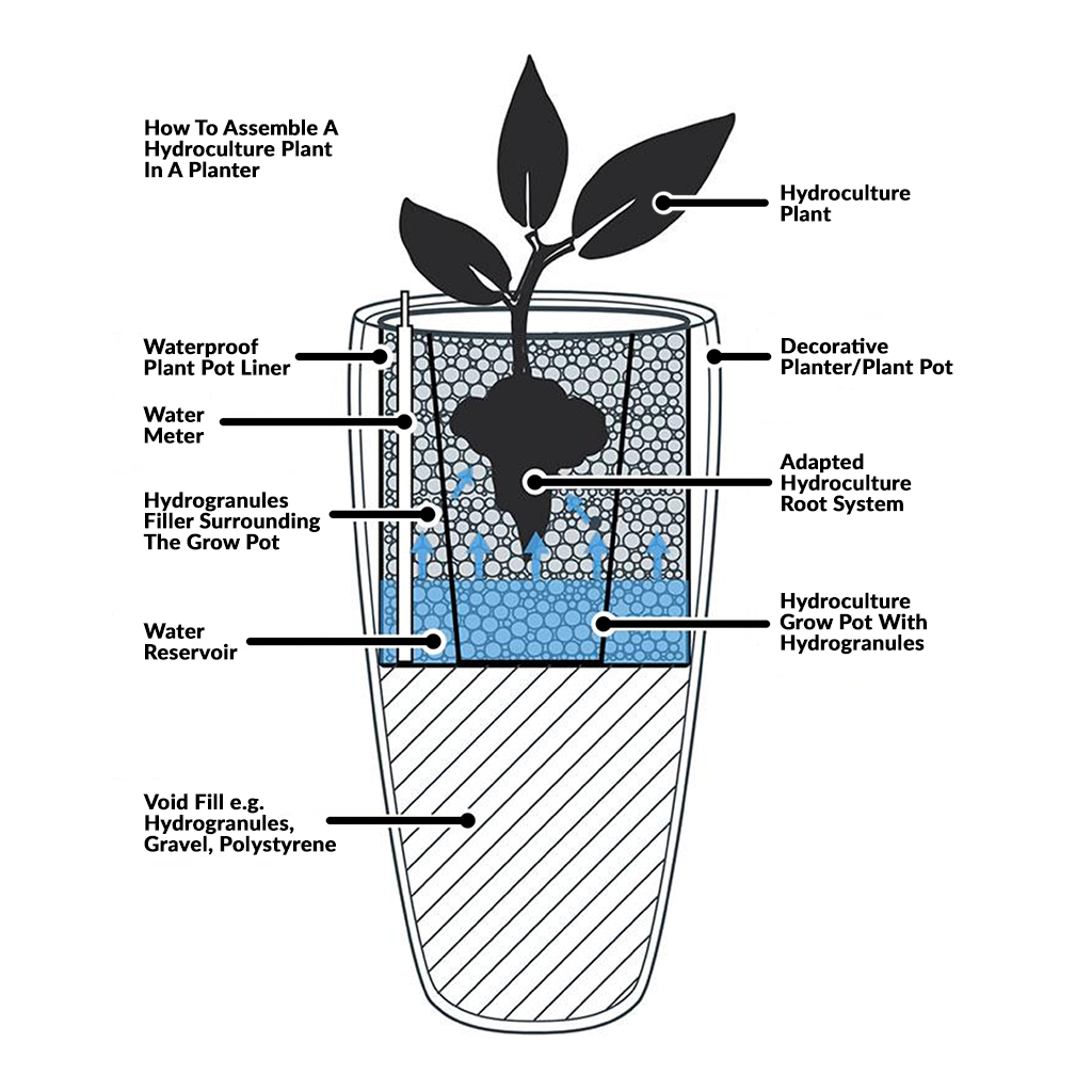 Chrysalidocarpus - Areca Palm - Hydroculture How to assemble