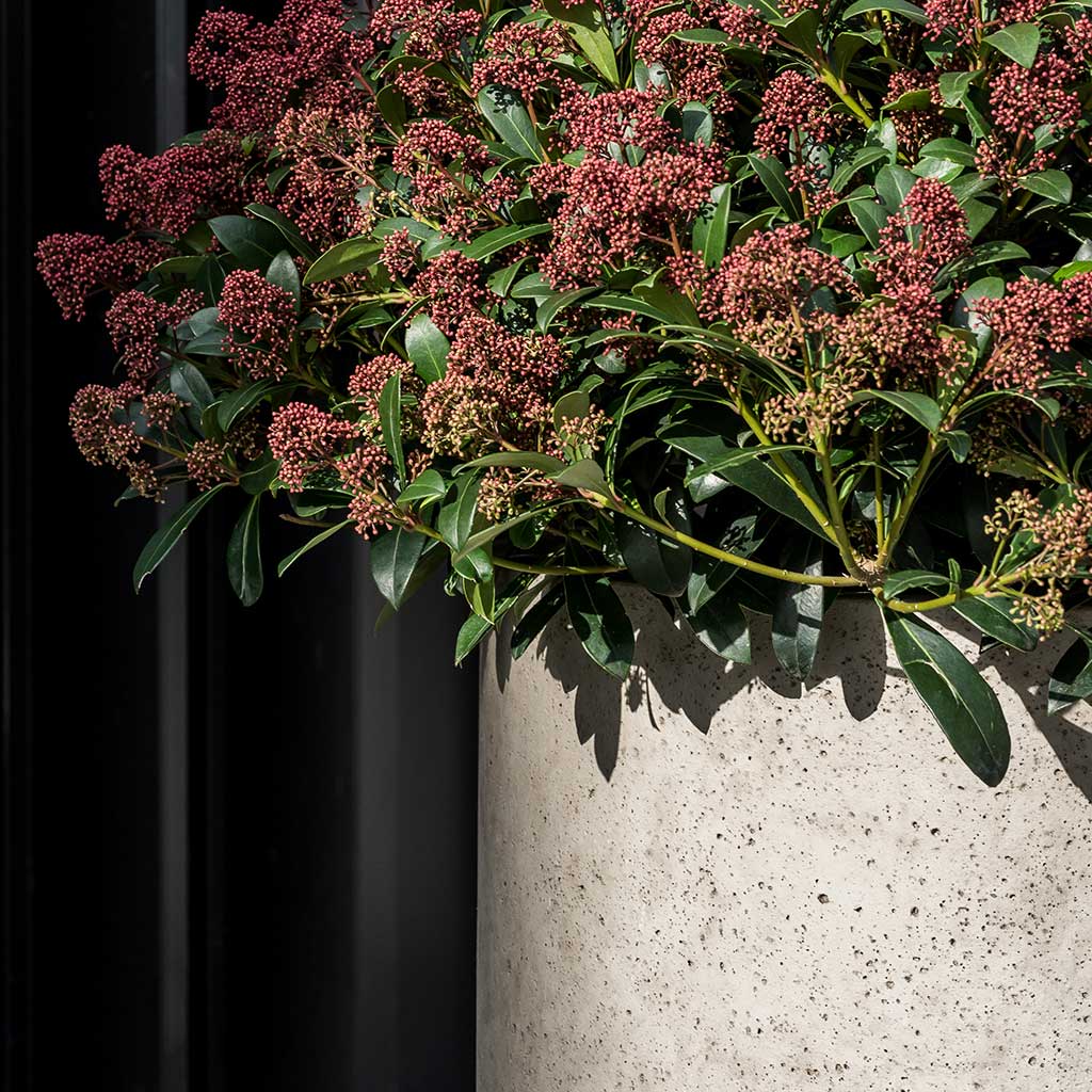 Jumbo Charlie Planter - Stone Washed Close Outdoors