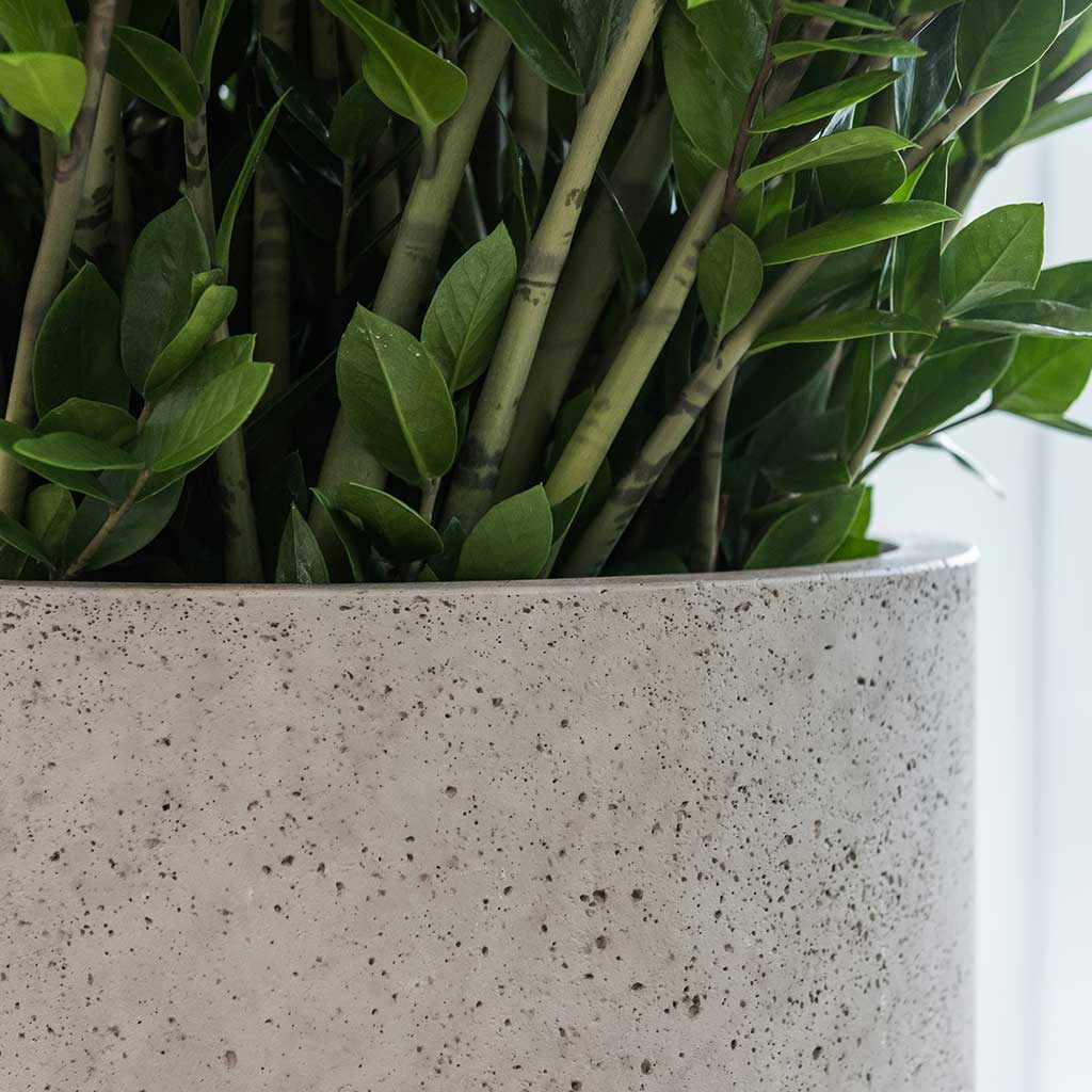 Jumbo Charlie Planter - Stone Washed Close ZZ Plant