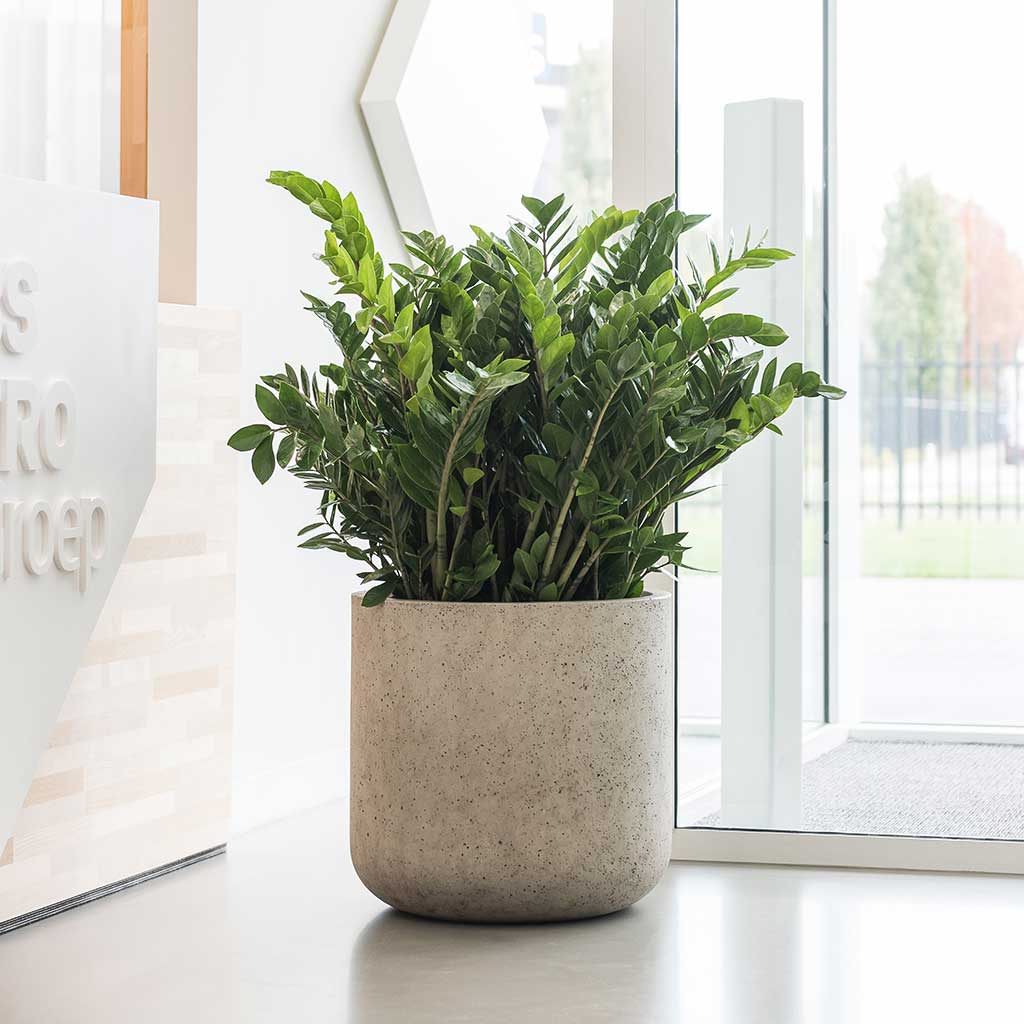 Jumbo Charlie Planter - Stone Washed & ZZ Plant Office