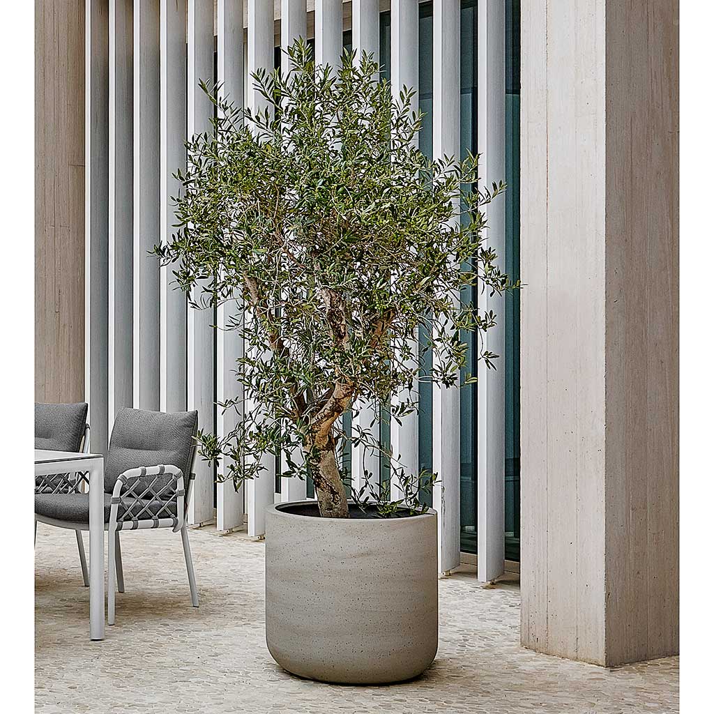 Jumbo Charlie Planter - Stone Washed Olive Tree