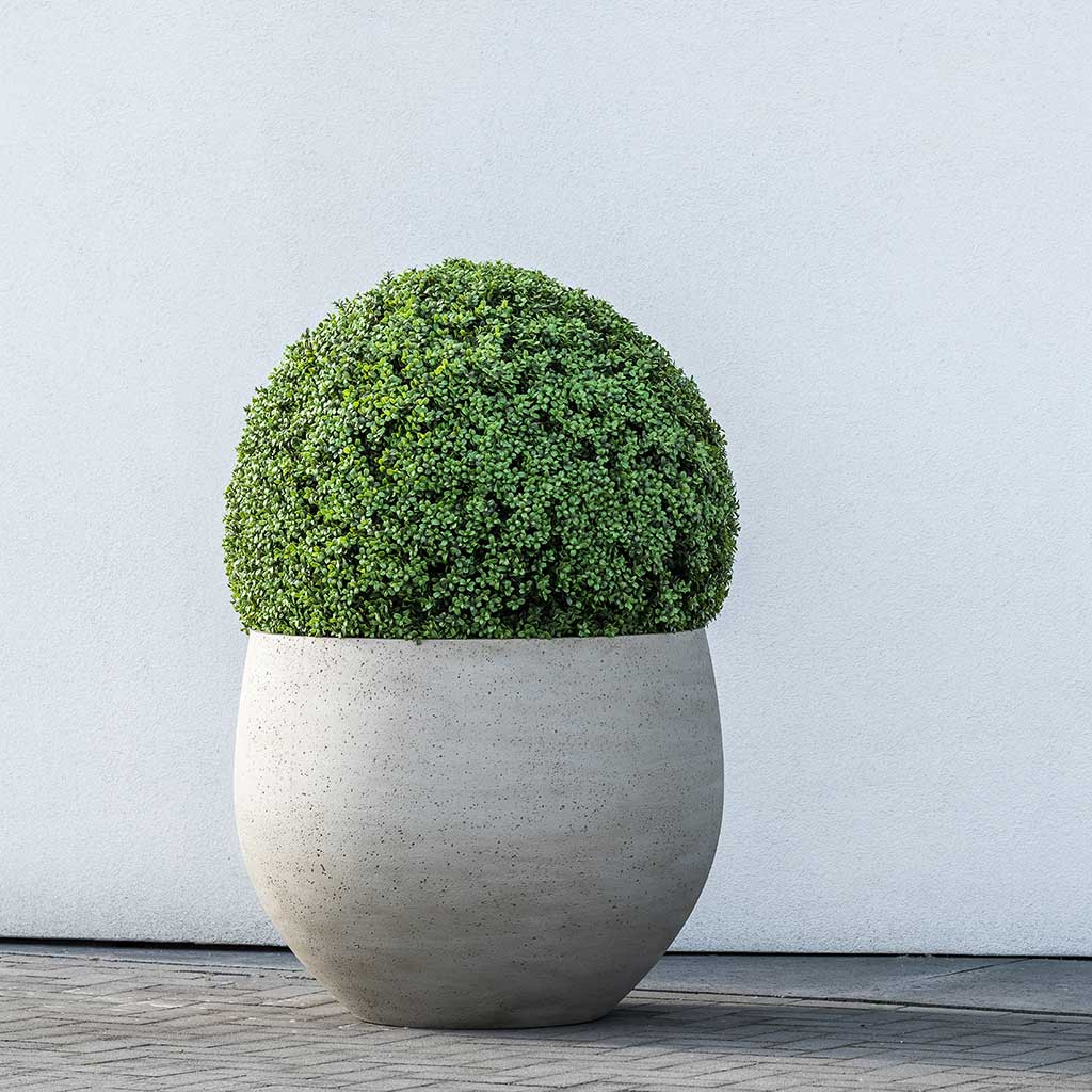 Jumbo Orb Planter - Stone Washed & Topiary Box Hedge