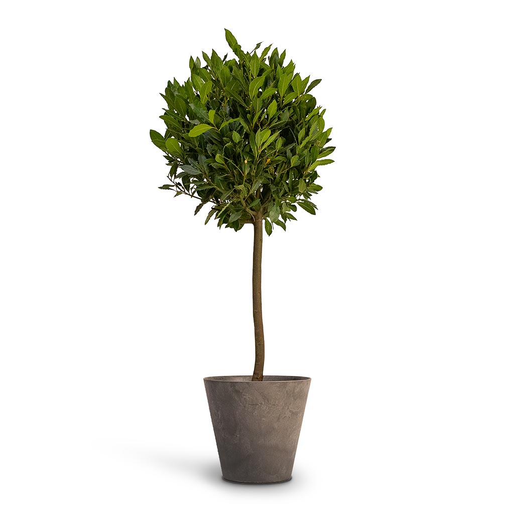 Laurus nobilis Bay Tree & Claire Artstone Plant Pot Grey