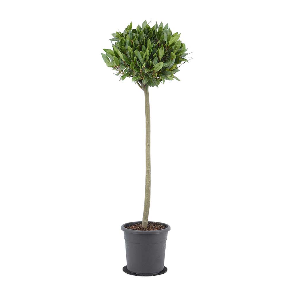 Laurus nobilis - Bay Tree 130cm