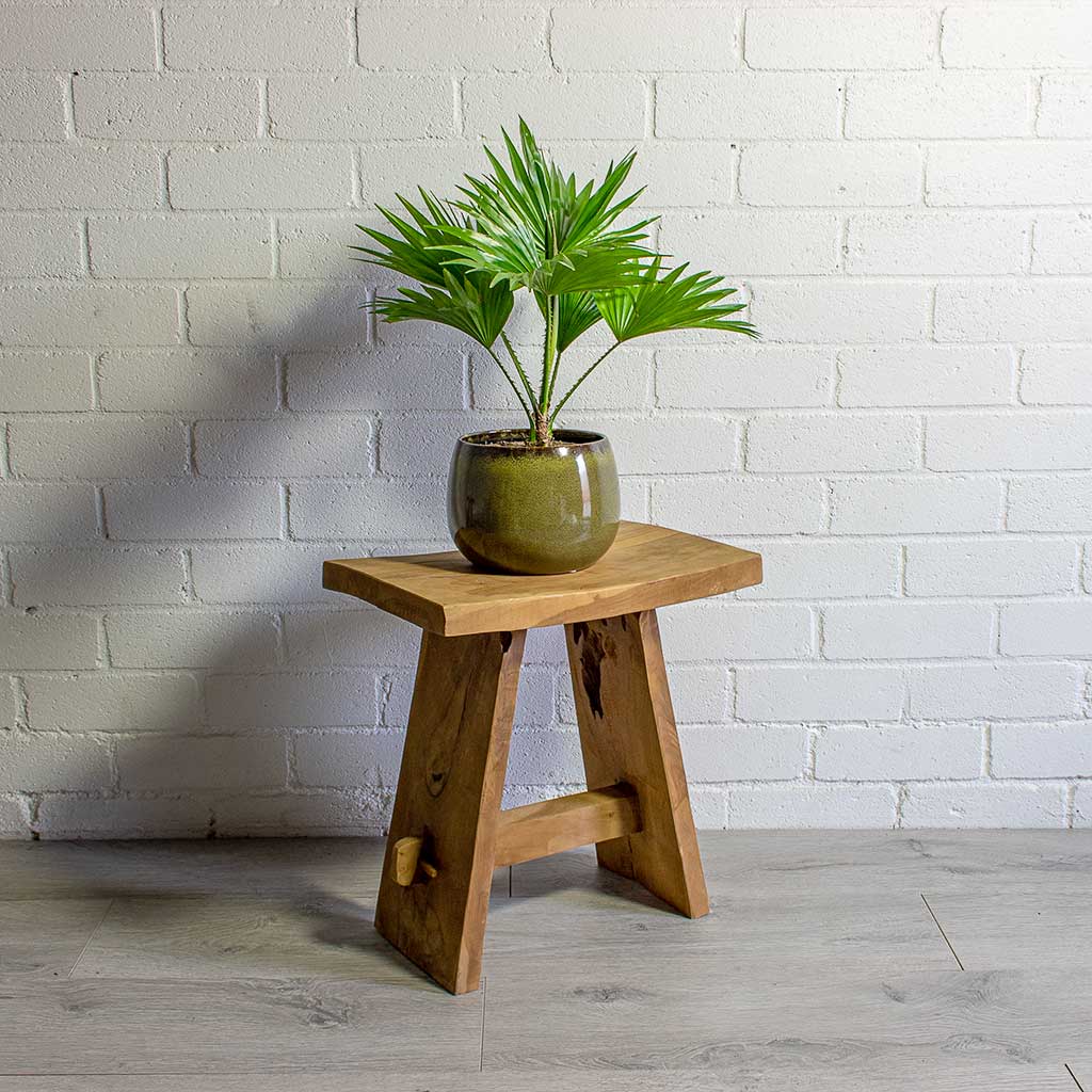 Livistona rotundifolia Footstool Palm & Odile Moss Plant Pot