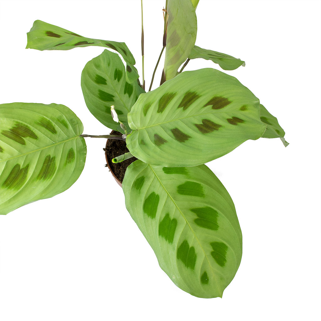 Maranta leuconeura var. kerchoveana - Rabbit's Foot Leaves